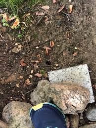 Toad in the hole is a traditional english dish of sausages cooked in a delicious batter. Do I Have Toad Burrows Or Rat Burrows In My Garden 647392 Ask Extension
