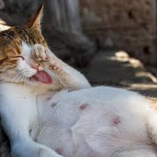 Jadi jika kucing ana mengalami hal demikian sebaiknya anda harus membawanya secepatnya ke dokter hewan. Perhatikan Ciri Ciri Kucing Hamil Cara Mempersiapkannya Pintarpet