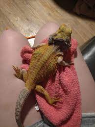 Bearded dragon stools should be relatively hard and brown in colour. Bearded Dragon Yellow Fungal Progression Lizards