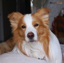 ee red border collie diamond of whitecastle elvis lobo border collie kopek egitimi collie