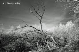 Monochrome Infrared Shot Used With The Hoya R72 Infrared Filter This Is My Favorite Style Of Black And White Photos Photo White Photos Country Roads