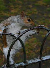 Cute And Silly Animals 21 Pics Animals Look Squirrel Funny Silly Animals Cute Squirrel