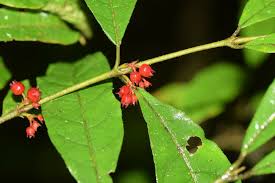 Image result for Pauridiantha paucinervis