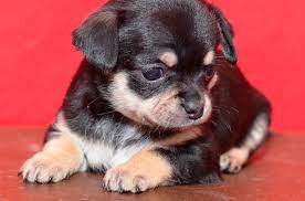Cuando Dejara De Crecer Tu Chihuahua Como Saberlo