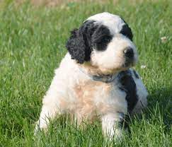 Berdoodle ears and eyes regularly to ensure that they don't get any hazardous infection. Saint Bernard Poodle Mix Puppies Ideal Family Dogs