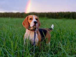 exceptional beagle puppies detail is readily available on our internet site take a look and you will not be sorry you did beagle puppy beagle dog beagle