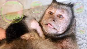 And the capuchin monkeys have been and still are considered to be the world's most intelligent monkeys. Monkeyboo Capuchin Monkey Bath Time Double Trouble Facebook