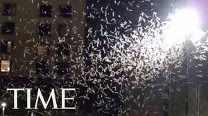 Las Vegas' Huge Grasshopper Swarm Is Showing Up On Weather Radar | TIME -  YouTube