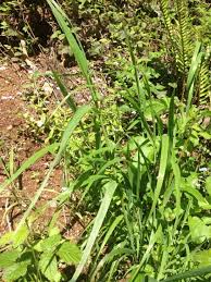 Image result for Pseudobromus