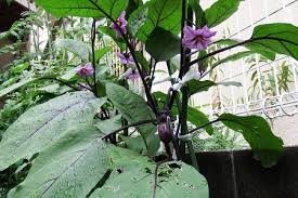 ナスの葉 虫食い ナスの育て方 Com