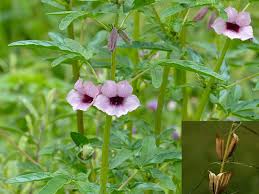 Image result for Sesamum