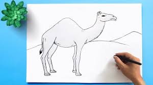 They can walk on sand better than you and they can drink 30 gallons of water in 13 minutes. How To Draw A Camel Easy Step By Step Easy Camel Drawing Youtube