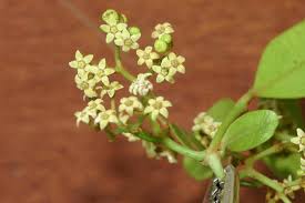 Image result for Secamone africana