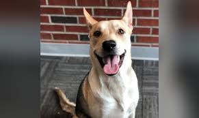 Let our adoption program help you find everyone loves treats! Adopt A Pet Oklahoma City Area Pet Adoption Options