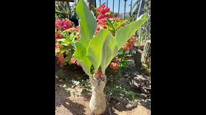 Image result for Cyphostemma elisabethvilleanum