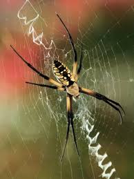 Big Black And White Spider Texas Agriope Spider Photo By Charles Baxter Argyle Texas I Hated These Spiders When I Hunted In The Early Morning In Louisiana Th Spiders Scary Spider Art Spider