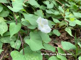 Image result for Ipomoea obscura
