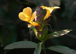 Image result for Barleria holubii