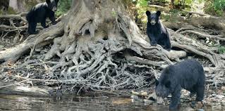 Image result for Dark Gray 1972 Caloric