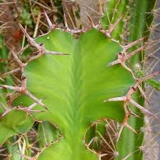 Image result for Euphorbia unicornis