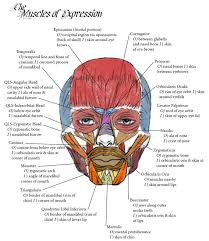 Can you identify the muscles of the body?. Labeled Face Anatomy Skin Novocom Top