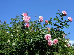 A rose could be a woody perennial angiosperm of the rosa, within the family rosacea, or the flower it bears. Download Free Photo Of Rose Pink Pink Rose Rose Bloom Flowers From Needpix Com