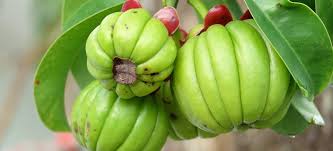Image result for Garcinia acutifolia