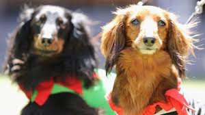 The presence of one or more symptoms of a dog brain tumor necessitates prompt evaluation by a vet. How Can You Tell If Your Dog Has A Brain Tumour