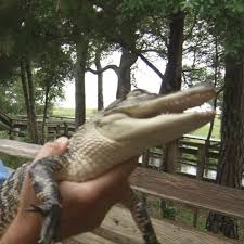 The most common sport fish found in lake jordan include the alabama spotted bass, largemouth bass, hybrid striped bass, bluegill, redear. Gator Sighting Reported On Logan Martin Lake Wbma