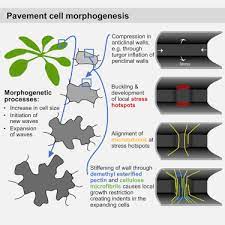 Maybe you would like to learn more about one of these? Mechanical Stress Initiates And Sustains The Morphogenesis Of Wavy Leaf Epidermal Cells Sciencedirect