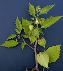 Image result for Physalis angulata