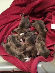 Fads are mini bulldogs, non standard colors and eye color not allowed in the. Olde English Bulldogge Puppies For Sale In Zimmerman Minnesota Classified Americanlisted Com