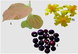 Image result for Grewia