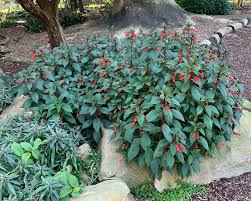 Image result for Rothia hirsuta