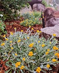 Image result for Stolzia compacta