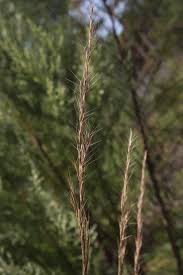 Image result for Sacciolepis spiciformis