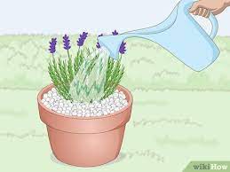 When growing a lavender tree, place it in a container that's only 1 to 2 inches larger than the root ball. How To Plant Lavender In Pots 13 Steps With Pictures Wikihow