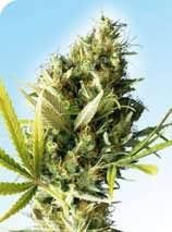 Remember to keep a safe social distance of. Cabin Fever Seed Breeders Breeder Info Cannabis Strains