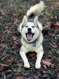 such a happy dog bildgrosse bilder