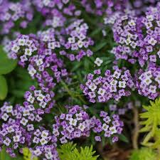 The genus comprises annual and perennial herbaceous plants or (rarely) small shrubs. Alyssum Seeds Violet Queen Flower Seeds In Packets Bulk Eden Brothers