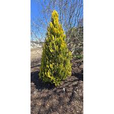 Image result for Platycladus orientalis