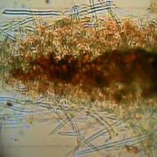 Image result for Rhynchosia sublobata