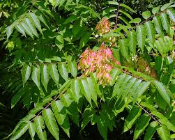 Image result for Oxyanthus latifolius