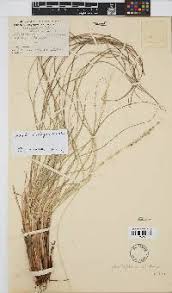 Image result for Anthephora pubescens