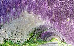 It was the only destination from japan that was chosen for cnn's dream destinations for 2014. Ashikaga Flower Park Access And Best Times To Visit Jrailpass