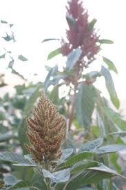 Amaranth seeds are small, so sprinkle them onto prepared soil and top with a thin layer of earth. How To Grow Amaranthus For The Cutting Garden The Kokoro Garden