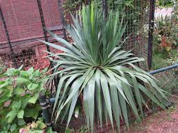 Palmlelie Planten Tuin