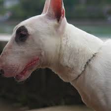 How To Care For Your Deaf Bull Terrier Pethelpful