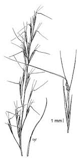 Image result for Aristida denudata