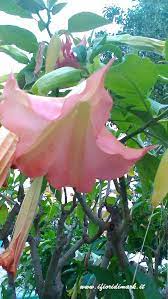 È il fiore che simboleggia un nuovo amore, una nuova emozione che cresce e che non si può esprimere a parole. Datura L Incredibile Fiore Mediterraneo A Forma Di Campana Ifioridimark Giardinaggio Fai Da Te Piante Da Appartamento Piante Giardini Girasoli Fiori Rose Arredo Terrazzo Tulipani